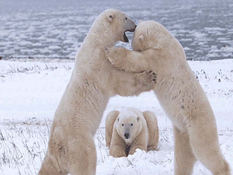 福州惜缘试管代生机构:怀二胎孕吐反应特大,和孕妇自身以及胎儿都有关